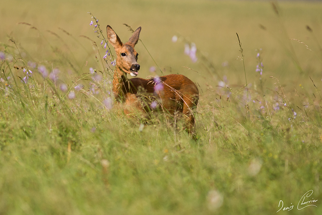 Chevrette dans une prairie en fleur